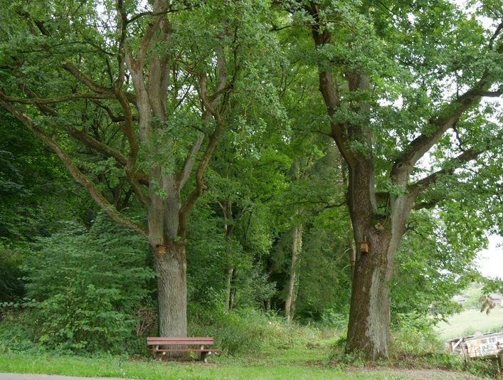 Zwei stattliche Eichen mit grünen Blättern stehen neben einer Parkbank am Waldweg in Istrup.