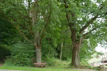 Friedenseichen in Istrup Zwei stattliche Eichen mit grünen Blättern stehen neben einer Parkbank am Waldweg in Istrup.