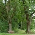 Friedenseichen in Istrup Zwei stattliche Eichen mit grünen Blättern stehen neben einer Parkbank am Waldweg in Istrup.