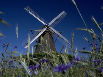 Historische Windmühle Destel vor blauem Himmel, umgeben von blühendem Korn und blauen Blumen.