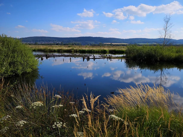 Spiegelnde Wasserfläche mit Schilf und Gräsern im Vordergrund, Landschaft im Hintergrund sichtbar.