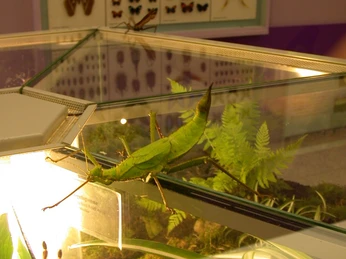 Museum für Naturkunde Chemnitz