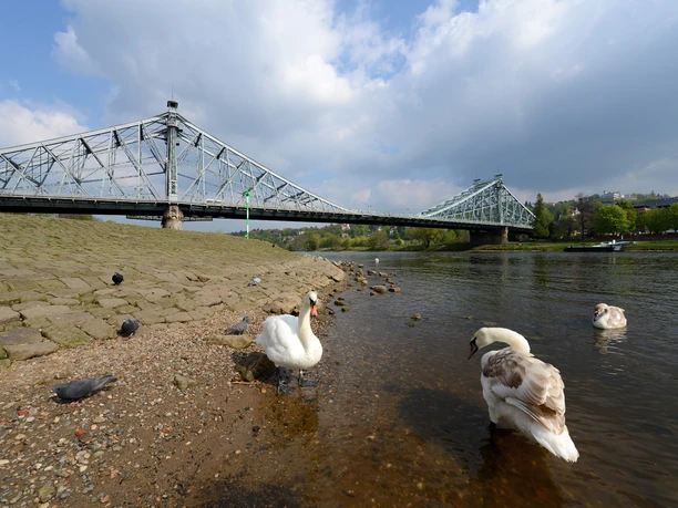 Loschwitzer Brücke