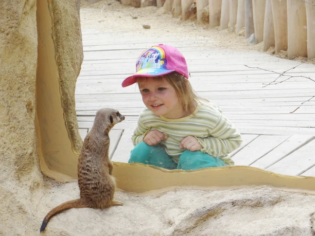 Erdmännchen im Zoo Hoyerswerda