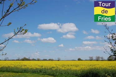 Rapsfelder im Landkreis Friesland