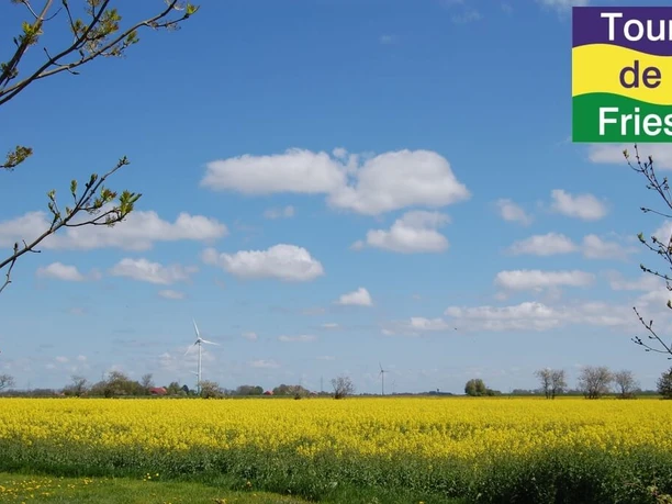Rapsfelder im Landkreis Friesland
