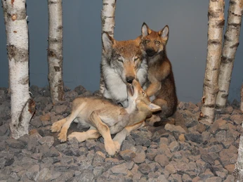 Museum Wolfcenter Ausstellung Eine Wolfsmutter mit zwei Jungen, umgeben von Birkenstämmen, vor einem steinigen Hintergrund.A mother wolf with two cubs, surrounded by birch trunks, against a stony background.En ulvemor med to unger, omgivet af birkestammer, på en stenet baggrund.Een moederwolf met twee welpen, omringd door berkenstammen, tegen een steenachtige achtergrond.