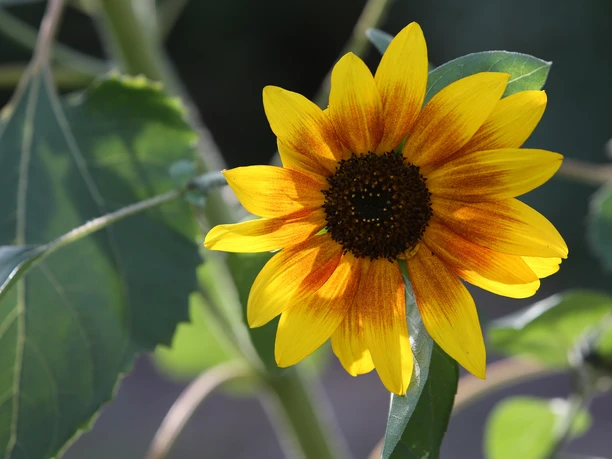 Sunflower in full bloom against a blurred green background.
