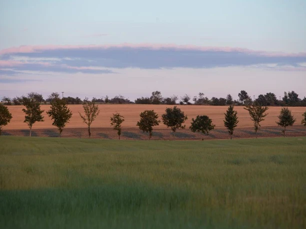 Row of young trees in front of a golden field under a blue sky with pink clouds.