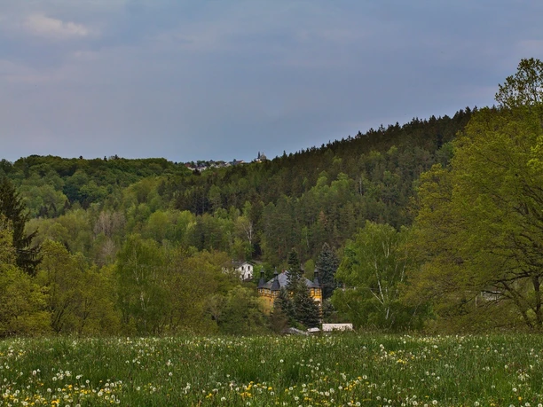 Blick ins Triebestal bei Hohenleuben Blick auf das bewaldete Triebestal bei Hohenleuben mit blühender Wiese im Vordergrund.