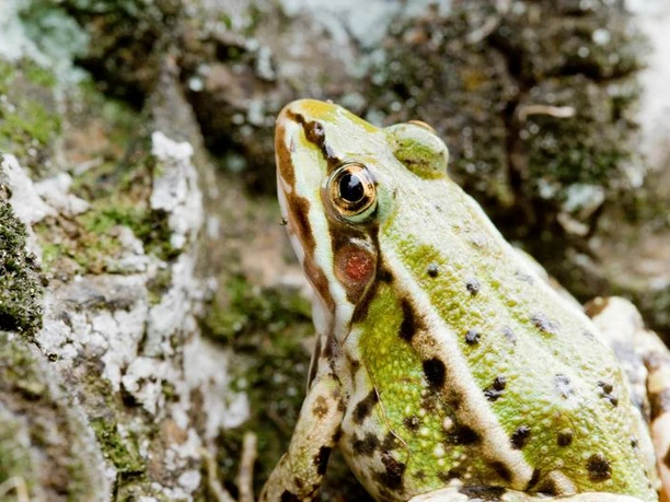 Der Namensgeber der Radroute.