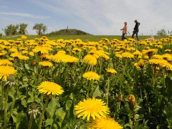 Geisingberg Gelbes Löwenzahnfeld mit zwei Spaziergängern im Hintergrund, blauer Himmel.Yellow dandelion field with two walkers in the background, blue sky.Žluté pampeliškové pole se dvěma chodci v pozadí, modrá obloha.Żółte pole mniszka lekarskiego z dwoma spacerowiczami w tle, błękitne niebo.Geel paardenbloemveld met twee wandelaars op de achtergrond, blauwe lucht.Campo di denti di leone giallo con due escursionisti sullo sfondo, cielo blu.