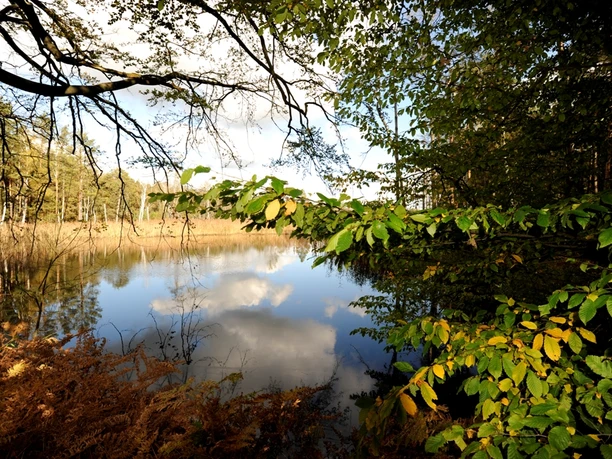 Presseler Heidewald und Moorgebiet