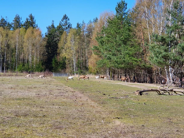 Goats and sheep graze in a clearing at the edge of the forest, surrounded by trees and open space.