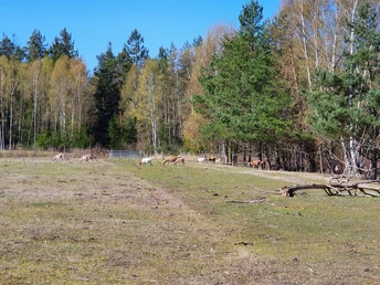 Ziegen und Schafe pflegen das Offenland