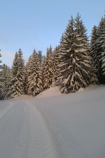 Winterwald