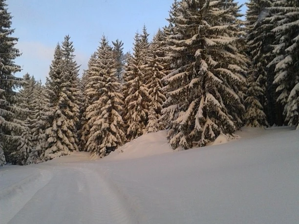 Winterwald