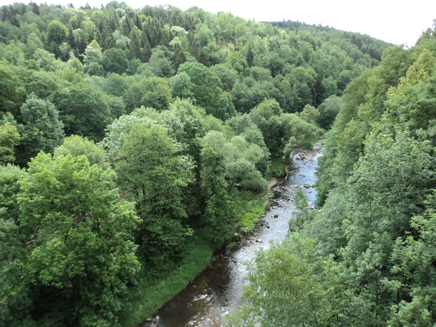 Elstertal Dichter Wald mit einem Fluss, der durch eine bewaldete Landschaft fließt.
