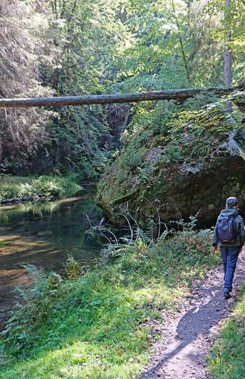 Im grenznahen Gebiet von Hinterhermsdorf Pfad im Wald nahe einem ruhigen Bach mit einem umgestürzten Baum als Brücke.Path in the forest near a quiet stream with a fallen tree as a bridge.Cesta v lese u klidného potoka s padlým stromem jako mostem.Ścieżka w lesie w pobliżu spokojnego strumienia z powalonym drzewem jako mostem.Pad in het bos bij een rustig beekje met een omgevallen boom als brug.Sentiero nella foresta vicino a un ruscello tranquillo con un albero caduto come ponte.