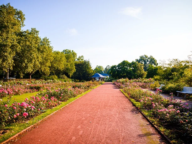 Im Rosengarten am Elberadweg