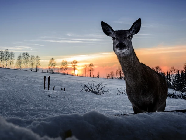 Wildgehege am Goldhübel