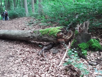 image Ein umgestürzter Baum im Wald mit Moos bewachsenem Stamm auf einem Laubweg.A fallen tree in the forest with a moss-covered trunk on a leafy path.Padlý strom v lese s mechem porostlým kmenem na listnaté cestě.Powalone drzewo w lesie z pniem pokrytym mchem na liściastej ścieżce.Een omgevallen boom in het bos met een met mos bedekte stam op een lommerrijk pad.Un albero caduto nella foresta con il tronco ricoperto di muschio su un sentiero frondoso.