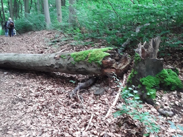 image Ein umgestürzter Baum im Wald mit Moos bewachsenem Stamm auf einem Laubweg.
