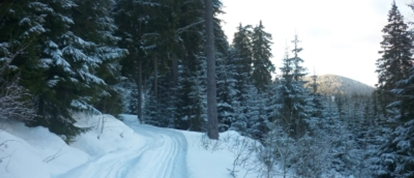 Loipe Amselpfad bei Wildenthal