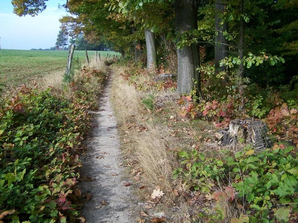 Brückenwaldweg Ein schmaler Fußweg verläuft entlang eines Waldrandes, flankiert von Herbstlaub.