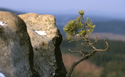 image Kleiner Kiefernzweig wächst zwischen zerklüfteten Felsen, mit Blick auf bewaldete Hügel in der Ferne.
