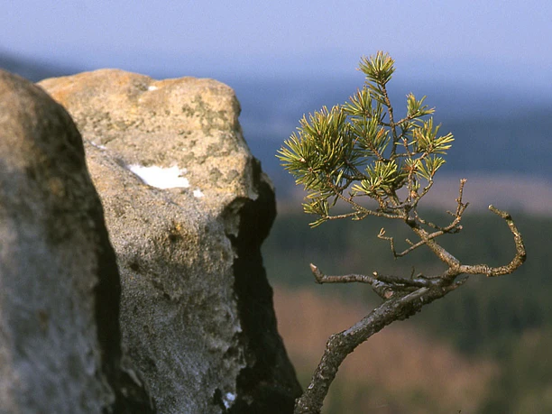 image Kleiner Kiefernzweig wächst zwischen zerklüfteten Felsen, mit Blick auf bewaldete Hügel in der Ferne.