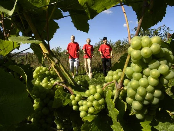 Nordic Walking entlang der Weinstrecke in Meißen Nordic Walker in Rot durchstreifen eine Weinlandschaft mit üppigen grünen Trauben im Vordergrund.