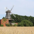 Historische Windmühle mit großen Flügeln, umgeben von grünen Bäumen und einem reifen Weizenfeld.