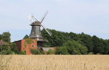 Hoya Windmühle Hoyerhagen Historische Windmühle mit großen Flügeln, umgeben von grünen Bäumen und einem reifen Weizenfeld.