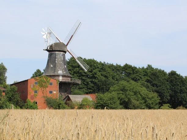 Hoya Windmühle Hoyerhagen Historische Windmühle mit großen Flügeln, umgeben von grünen Bäumen und einem reifen Weizenfeld.