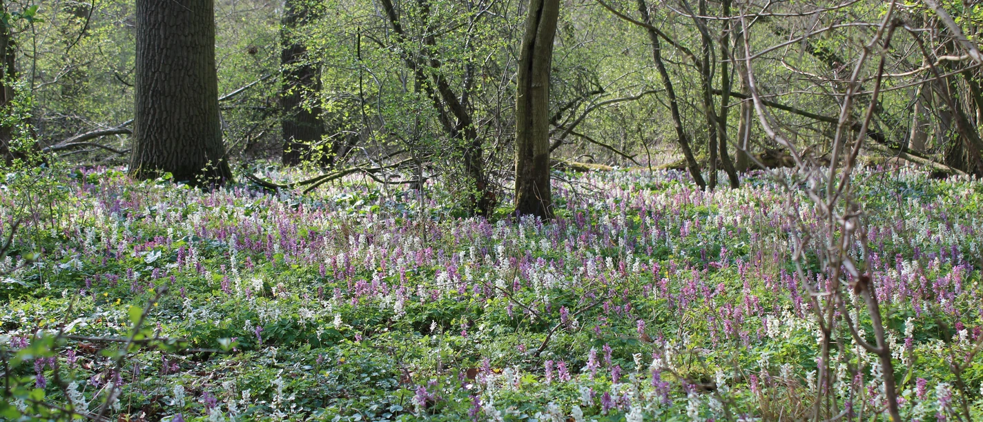 Bunte Lerchenspornblüten bedecken den Waldboden, umgeben von hohen Bäumen und frühlingshaftem Laub.