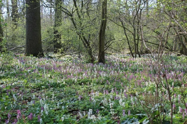 Lerchenspornblüte in der Alhuser Ahe Bunte Lerchenspornblüten bedecken den Waldboden, umgeben von hohen Bäumen und frühlingshaftem Laub.