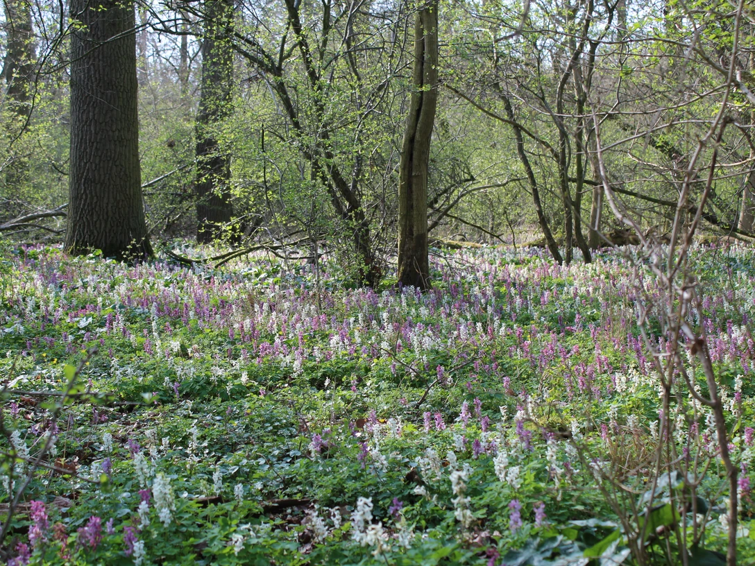 Lerchenspornblüte in der Alhuser Ahe Bunte Lerchenspornblüten bedecken den Waldboden, umgeben von hohen Bäumen und frühlingshaftem Laub.