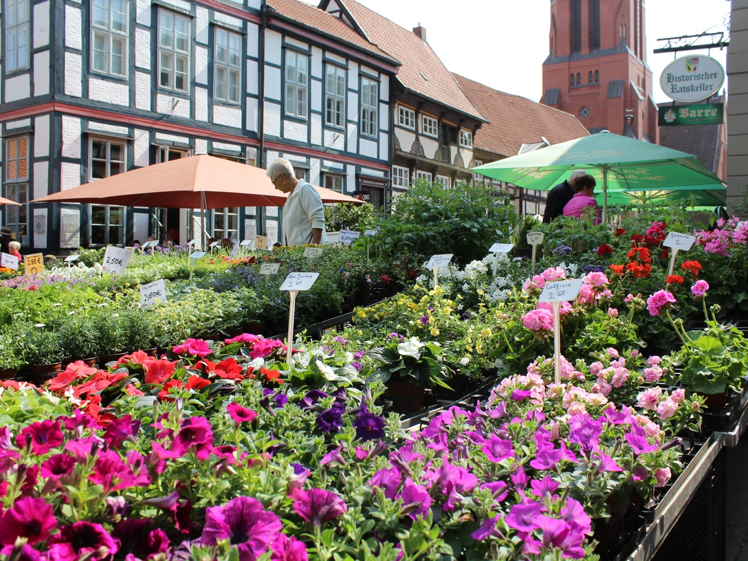 Blumenstände voller bunter Blüten vor historischen Fachwerkhäusern auf dem Nienburger Wochenmarkt.