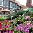 Blumenstände voller bunter Blüten vor historischen Fachwerkhäusern auf dem Nienburger Wochenmarkt.