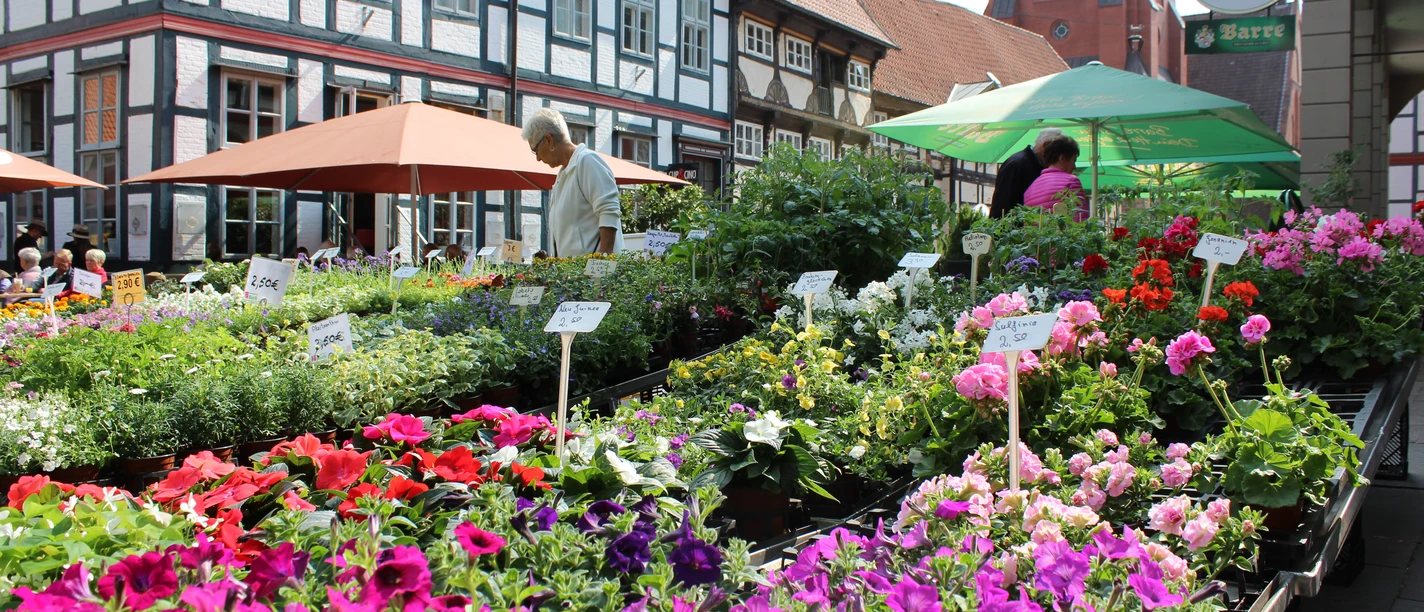Flower stalls full of colorful blossoms in front of historic half-timbered houses at Nienburg's weekly market.