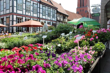 Wochenmarkt Nienburg Blumenstände voller bunter Blüten vor historischen Fachwerkhäusern auf dem Nienburger Wochenmarkt.