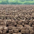 Ein weitläufiges Feld mit gestapelten Torfsoden erstreckt sich bis zum Horizont in einer grünen Landschaft.