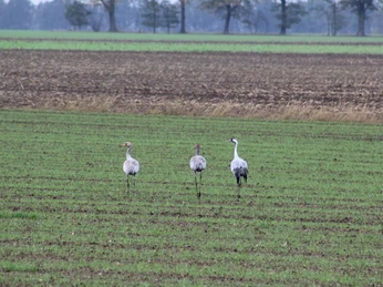 Drei Kraniche stehen auf einem weiten, grünen Feld im Lichtenmoor unter einem bewölkten Himmel.