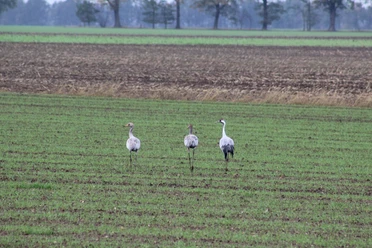 Kraniche im Lichtenmoor Drei Kraniche stehen auf einem weiten, grünen Feld im Lichtenmoor unter einem bewölkten Himmel.