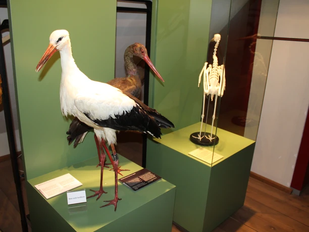 Westfälisches Storchenmuseum Windheim Zwei ausgestopfte Störche und ein Storchen-Skelett in einer Ausstellung im Westfälischen Storchenmuseum.