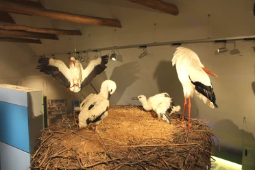 Westfälisches Storchenmuseum Windheim Vier Weißstörche in einem Museum, auf einem großen Nest unter einer Holzdecke präsentiert.