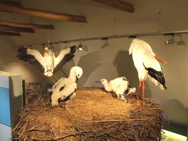 Westfälisches Storchenmuseum Windheim Vier Weißstörche in einem Museum, auf einem großen Nest unter einer Holzdecke präsentiert.