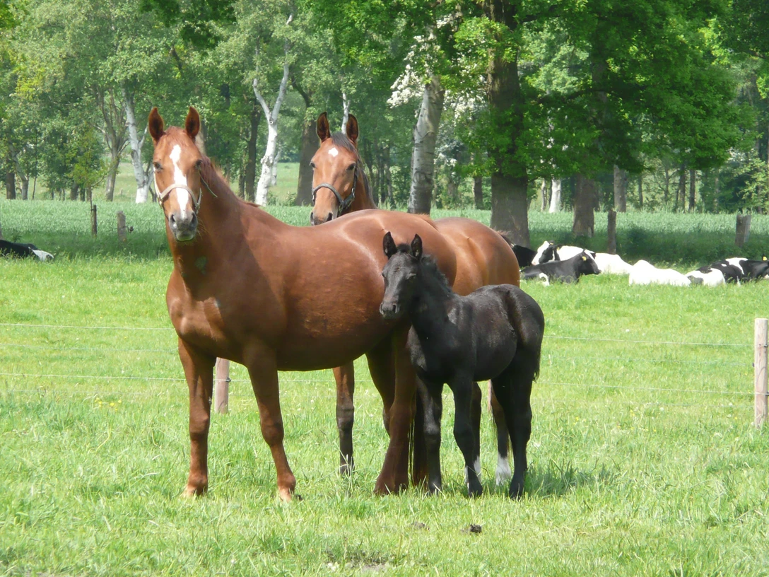 Pferde Drei Pferde, darunter ein schwarzes Fohlen, stehen auf einer grünen Wiese, umgeben von Bäumen.
