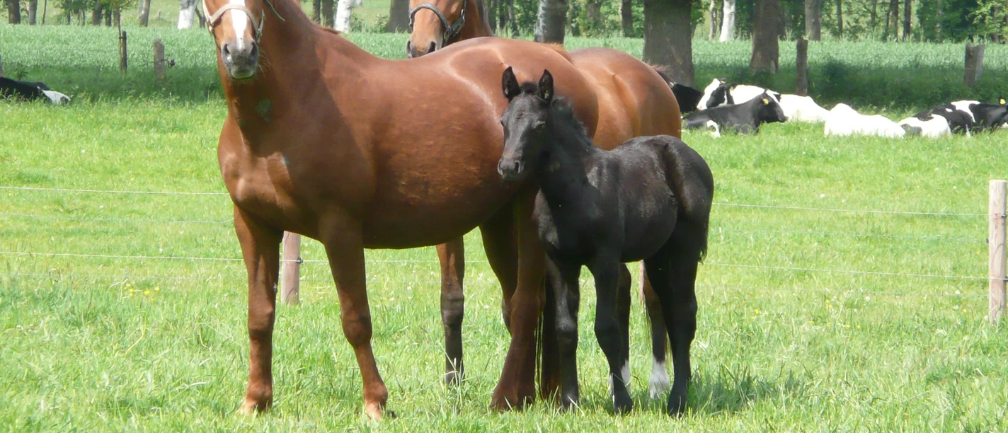 Pferde Drei Pferde, darunter ein schwarzes Fohlen, stehen auf einer grünen Wiese, umgeben von Bäumen.